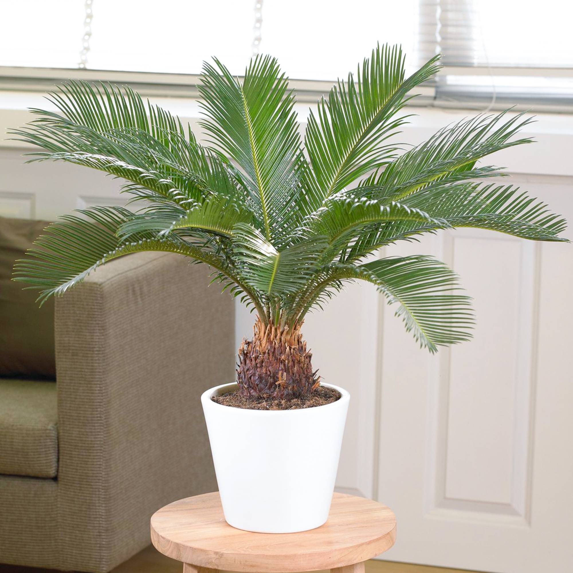 Gardenersdream - Cycas Revoluta - Sagoutier | Superbe Plante D'Intérieur À Vendre | 30-40 Cm En Pot - GardenersDream - Image 1