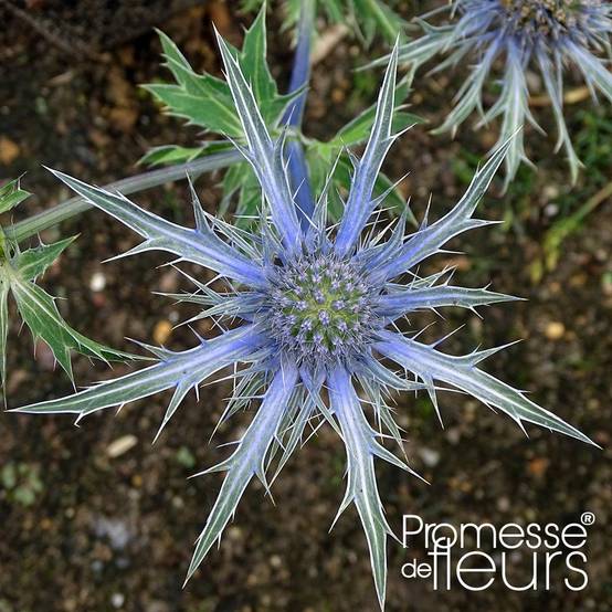 Eryngium x zabelii Violetta - Panicaut, Chardon Violetta Godet de 8/9 cm