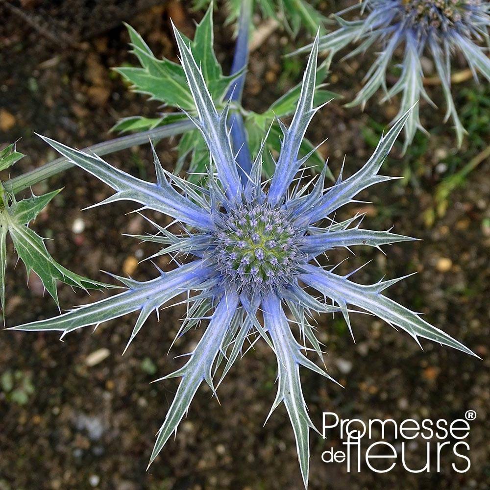 Eryngium x zabelii Violetta - Panicaut, Chardon Violetta Godet de 8/9 cm