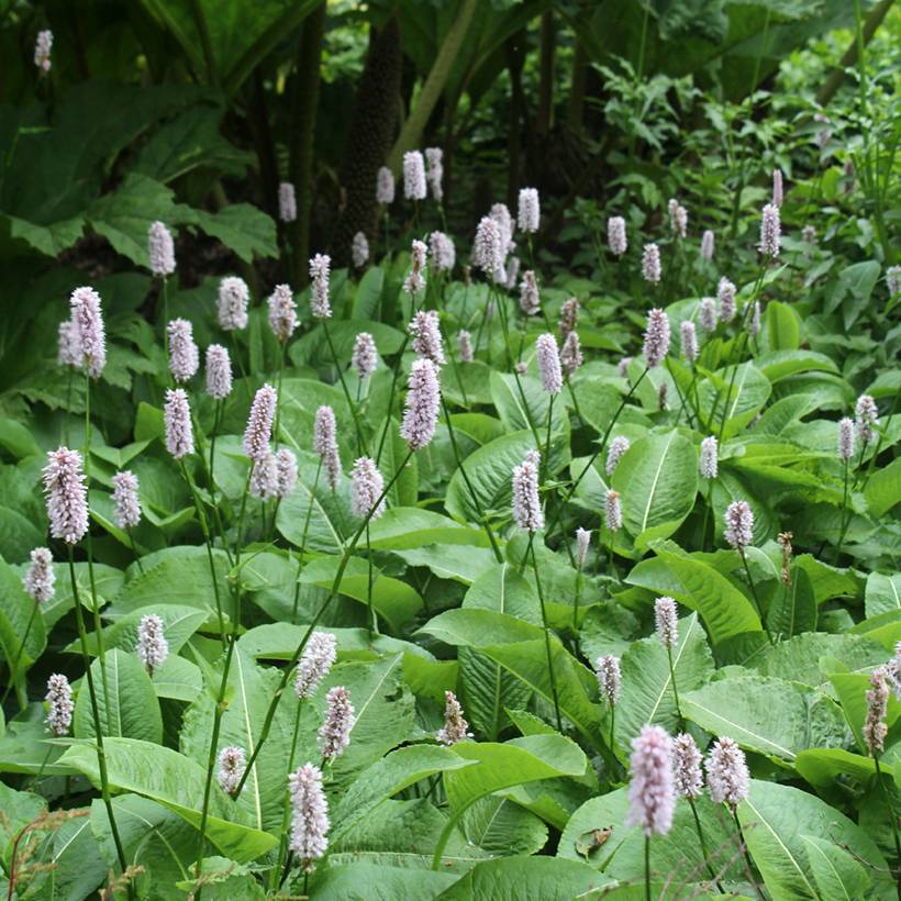 Renouée - Persicaria bistorta Superba Godet de 8/9 cm