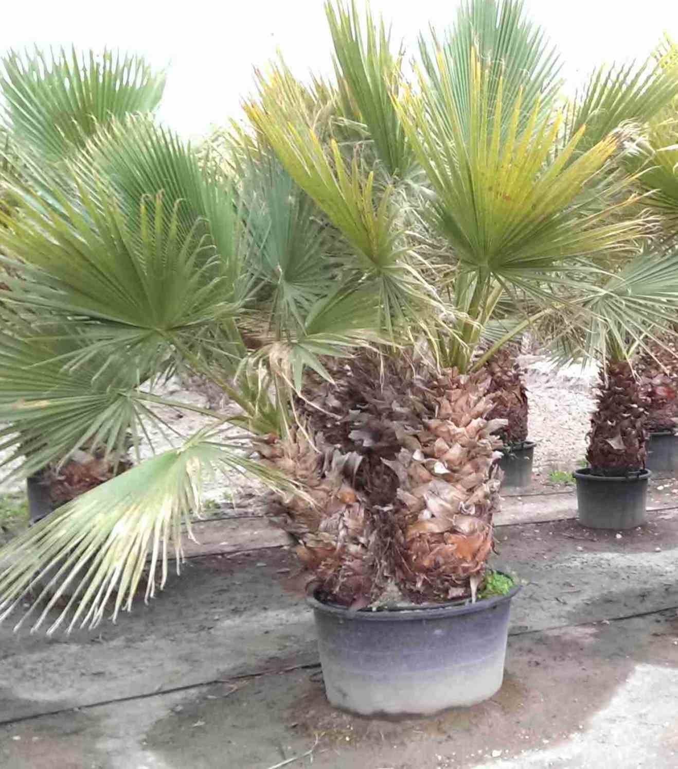 Sans Marque - Washingtonia Robusta (Palmier éventail, Palmier du Mexique ) SPÉCIMEN Couleur floraison:Rose - Taille:Pot 110L - 175/200cm - pied 80/100 - Image 4