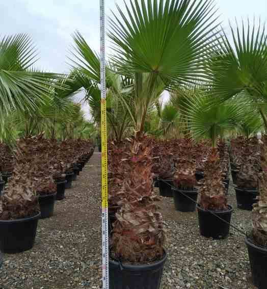 Sans Marque - Washingtonia Robusta (Palmier éventail, Palmier du Mexique ) SPÉCIMEN Couleur floraison:Rose - Taille:Pot 110L - 175/200cm - pied 80/100 - Image 9