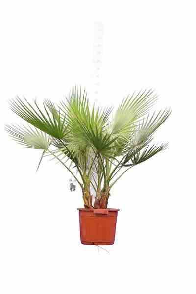 Sans Marque - Washingtonia Robusta (Palmier éventail, Palmier du Mexique ) SPÉCIMEN Couleur floraison:Rose - Taille:Pot 110L - 175/200cm - pied 80/100 - Image 2