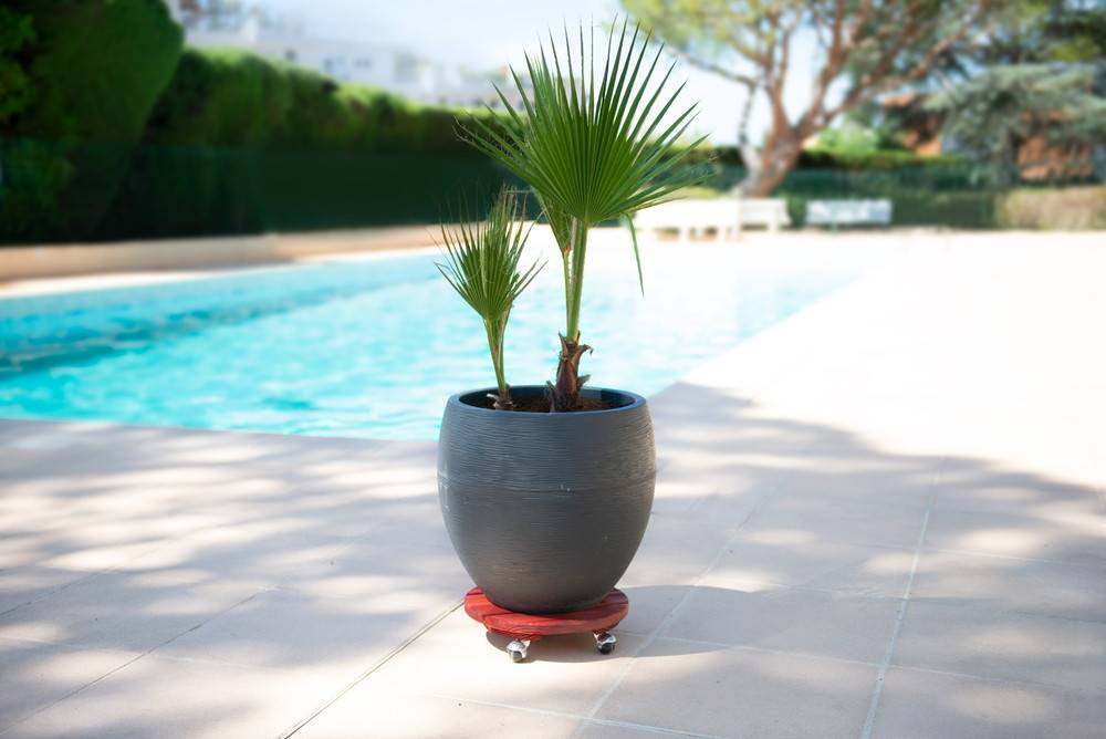 Louis Moulin - Roule plante BOIS rond rouge - 30 cm - Bois Louis Moulin - Image 3