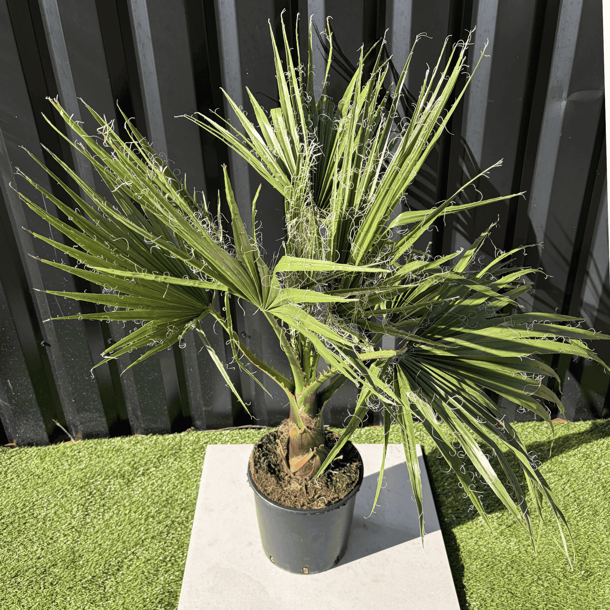 Palmier Washingtonia Robusta H.100 cm - Image 2