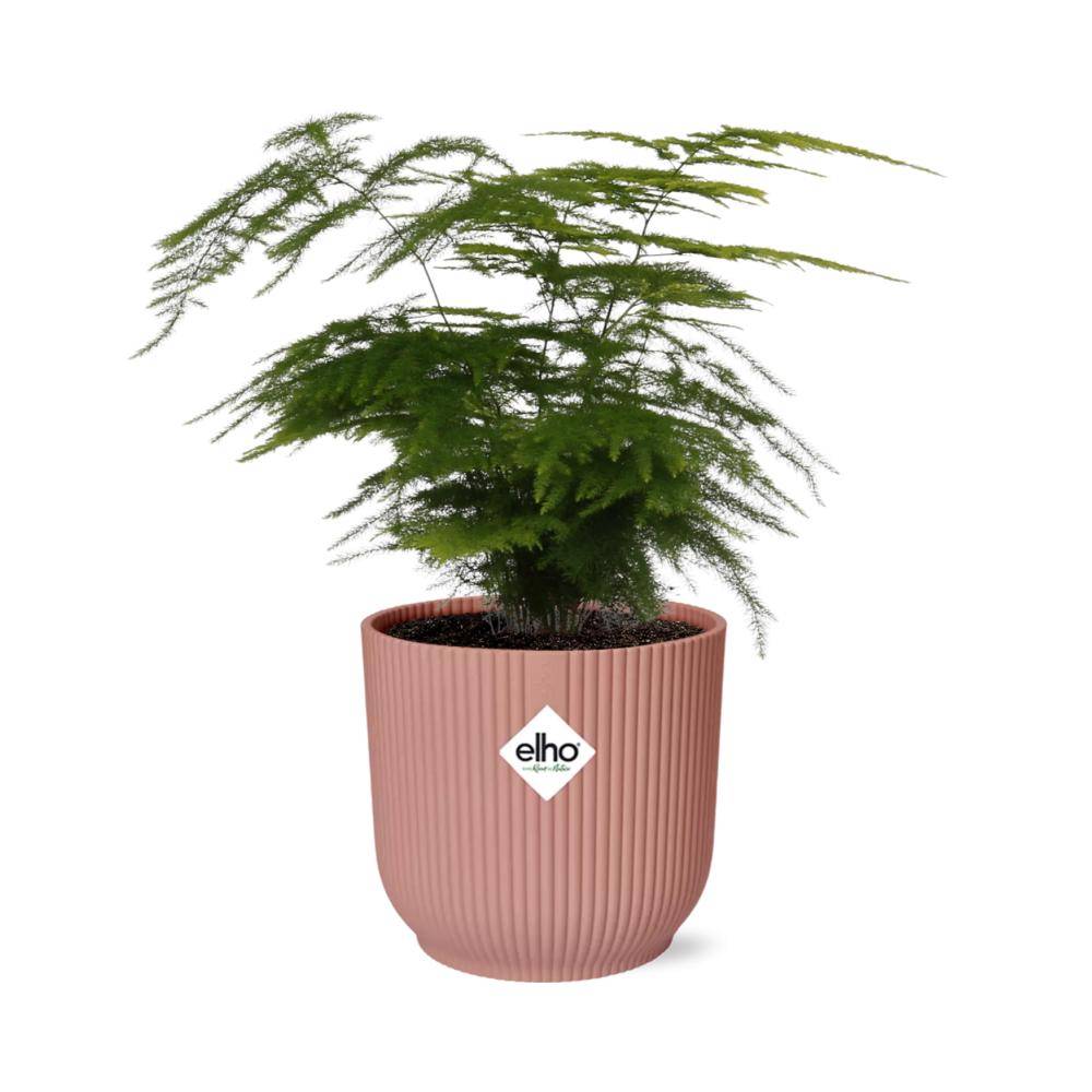 Asparagus Setaceus 'Plumosus' 14cm Rose - H35cm