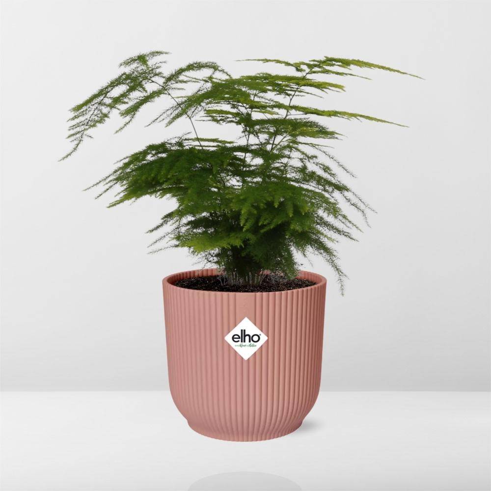La Green Touch - Asparagus Setaceus 'Plumosus' 14cm Rose - H35cm - Image 6