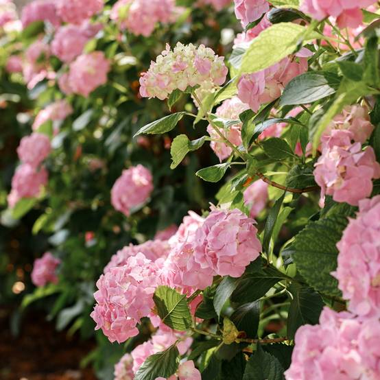 Hortensia - Hydrangea macrophylla Soft Pink Salsa Pot de 4L/5L - Image 1