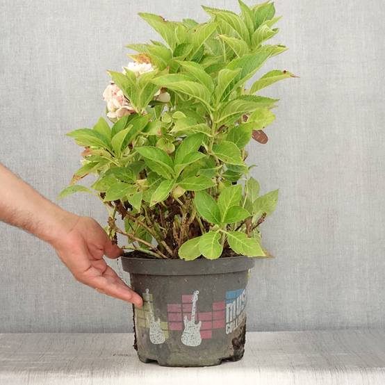 Hortensia - Hydrangea macrophylla Soft Pink Salsa Pot de 4L/5L - Image 2