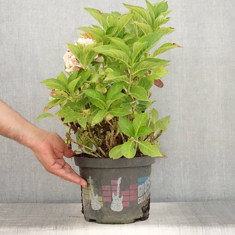 Hortensia - Hydrangea macrophylla Soft Pink Salsa Pot de 4L/5L - Image 2