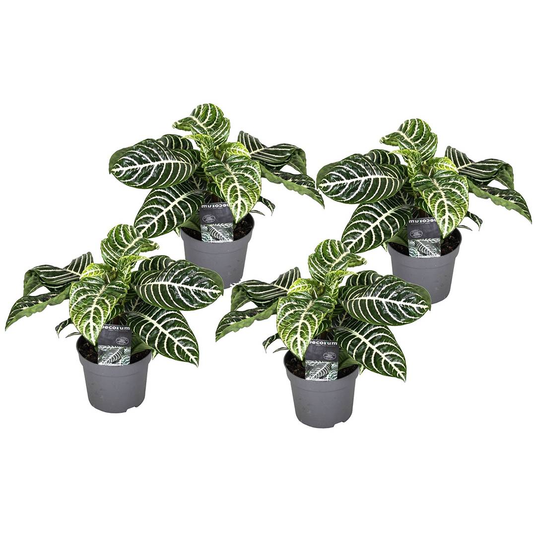Plant In A Box - Plante à feuilles panachées - Set de 4 - Aphelandra botanica - H25-45cm - ⌀13cm