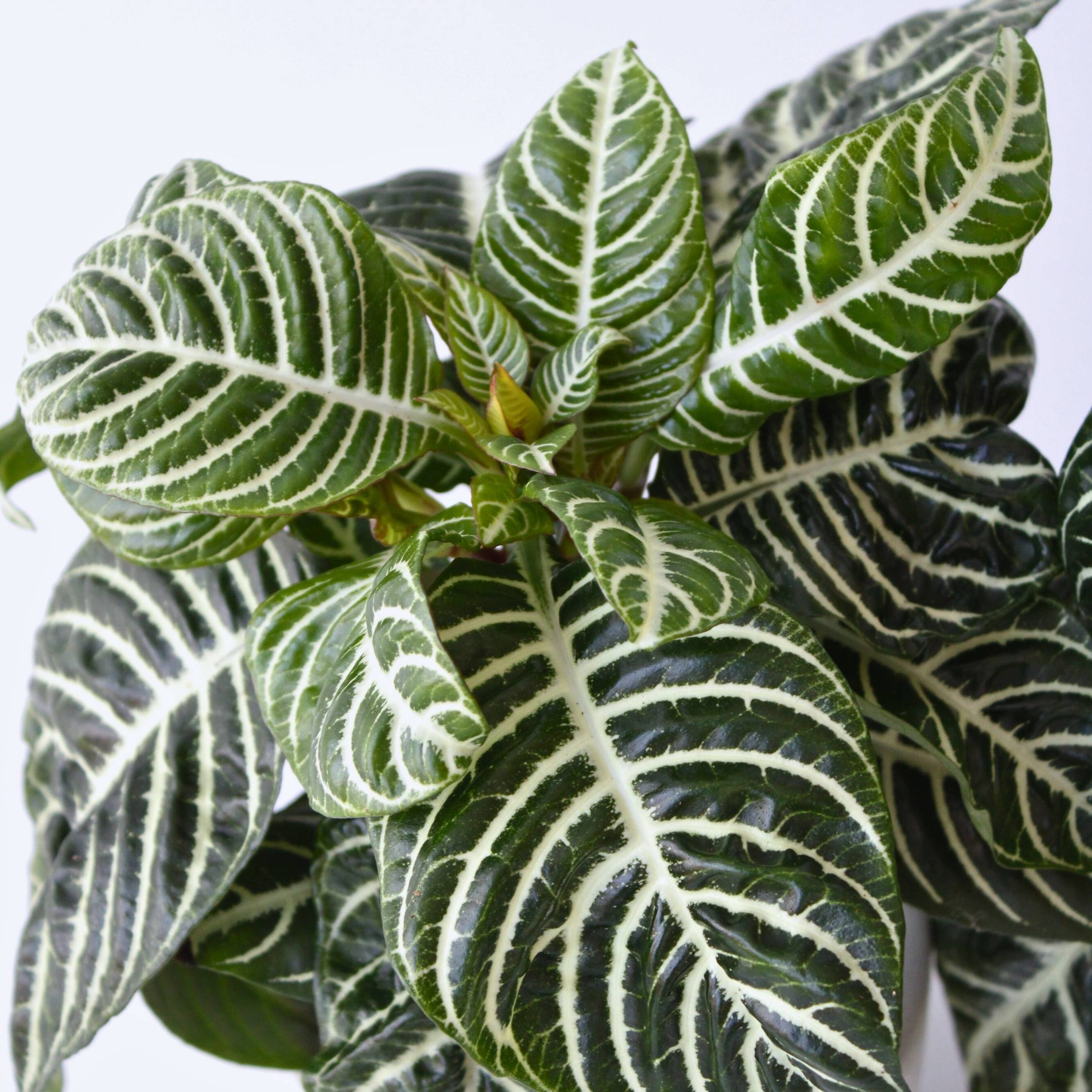Plant In A Box - Plante à feuilles panachées - Set de 4 - Aphelandra botanica - H25-45cm - ⌀13cm - Image 3