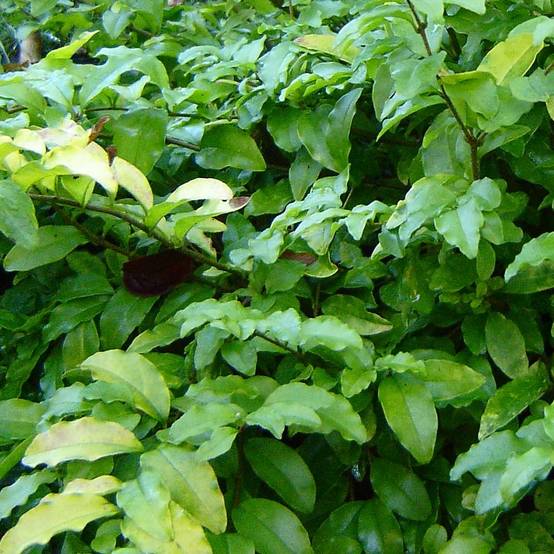Troène de Californie Lemon Lime - Ligustrum ovalifolium Pot de 2L/3L - Image 1