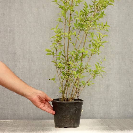 Troène de Californie Lemon Lime - Ligustrum ovalifolium Pot de 2L/3L - Image 2