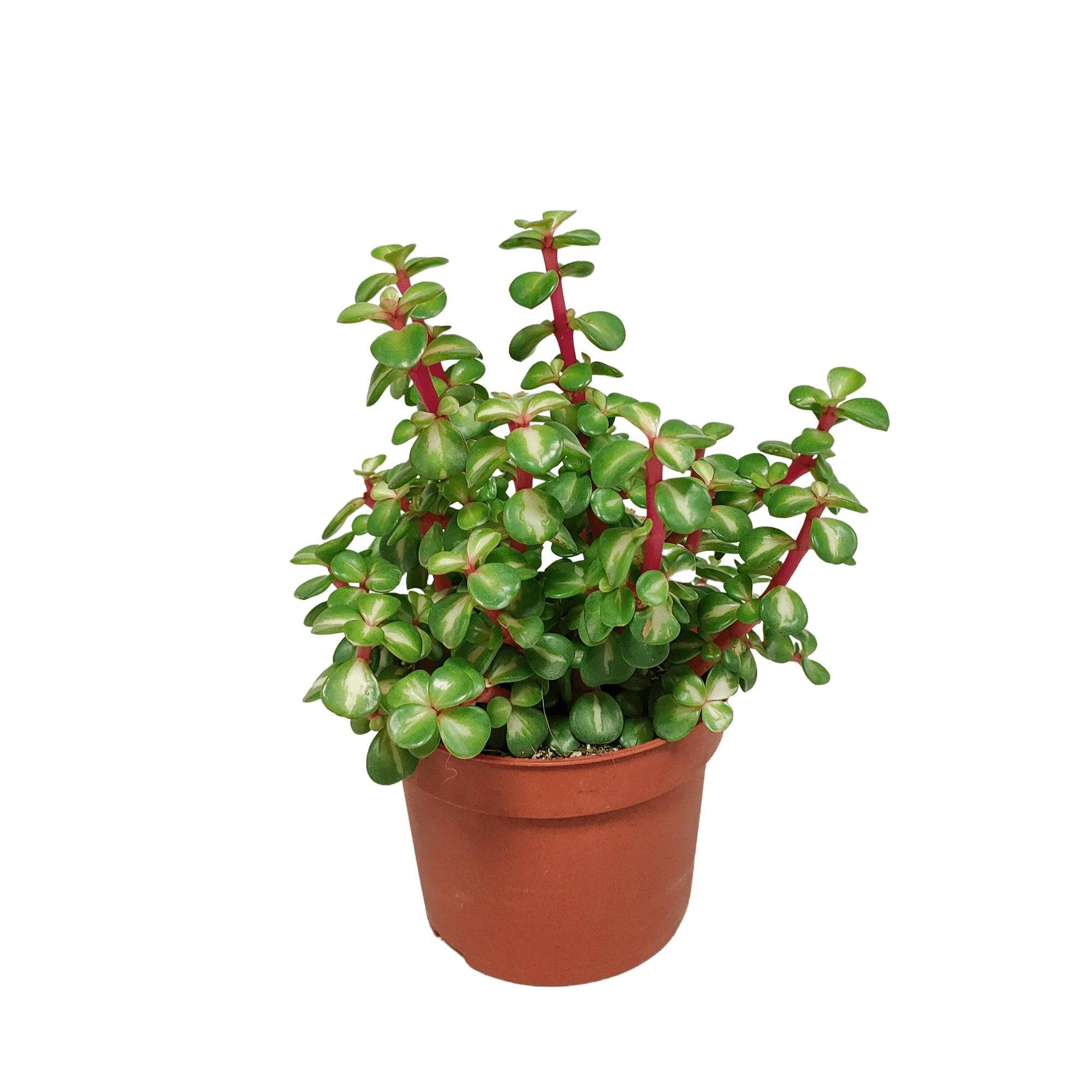 Portulacaria Afra Variegata - h25cm, Ø10,5cm - plante grasse- La Green Touch - Image 1