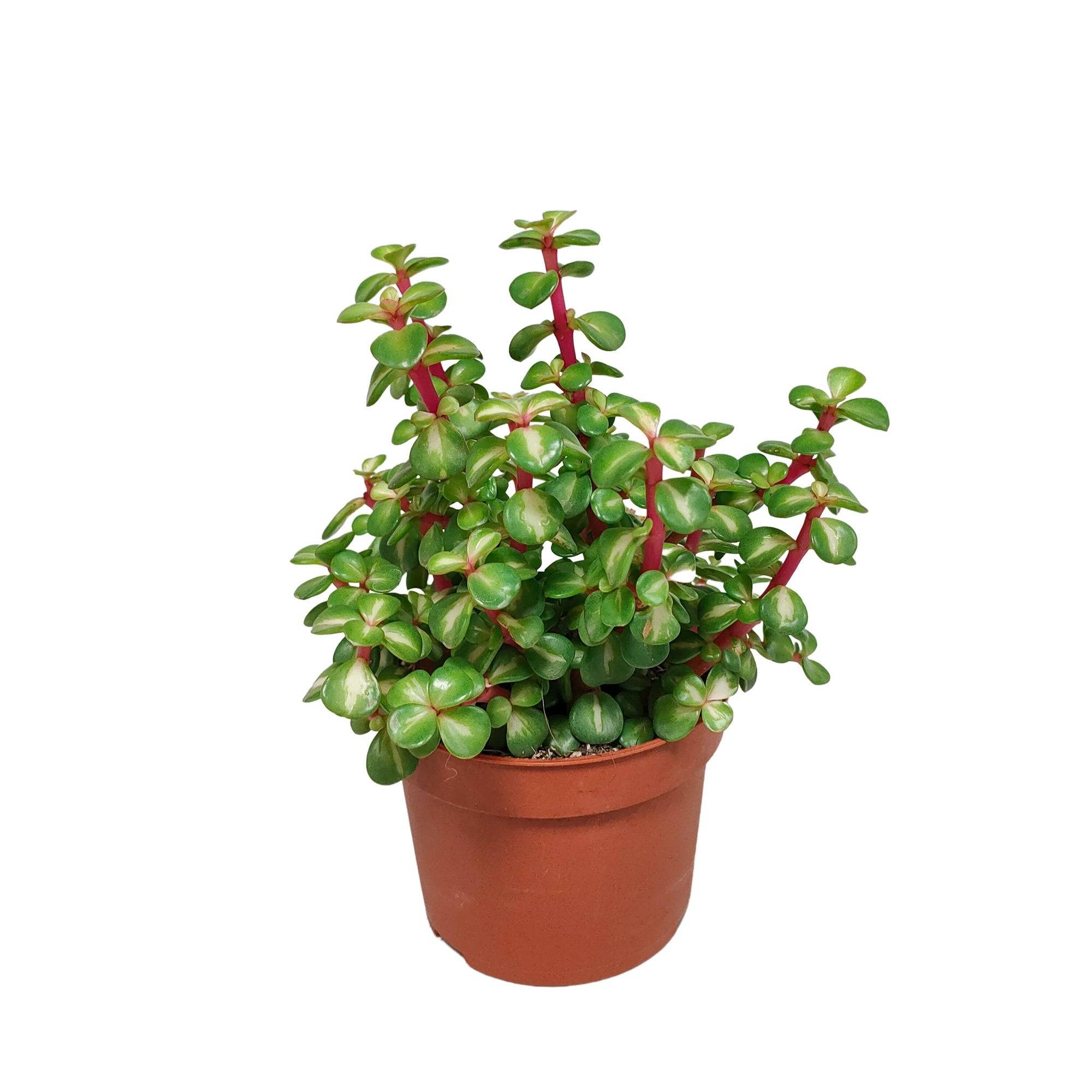 Portulacaria Afra Variegata - h25cm, Ø10,5cm - plante grasse- La Green Touch - Image 5