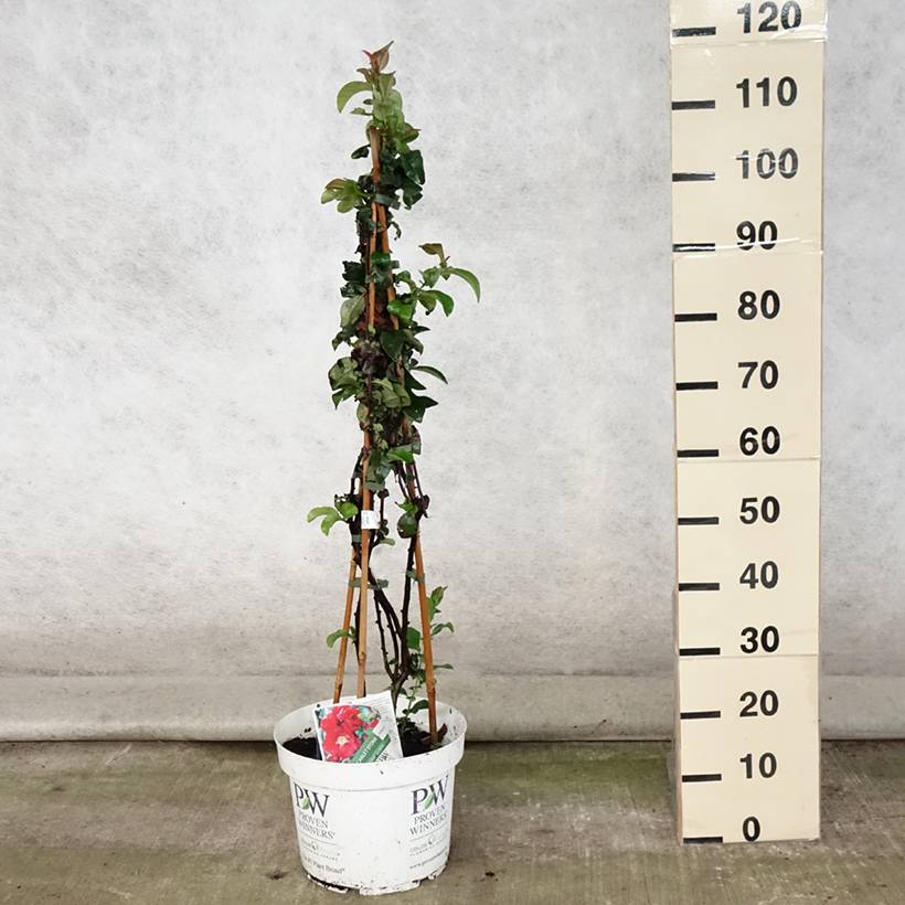 Promesse de Fleurs - Cognassier du Japon - Chaenomeles speciosa Scarlet Storm   Pot de 7,5L/10L - Image 2