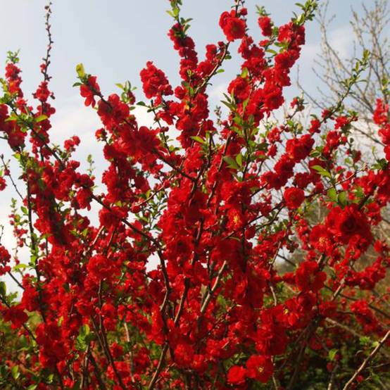 Promesse de Fleurs - Cognassier du Japon - Chaenomeles speciosa Scarlet Storm Pot de 7,5L/10L - Image 1