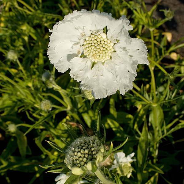 Scabieuse du Caucase - Scabiosa caucasica Alba Godet de 7/8 cm