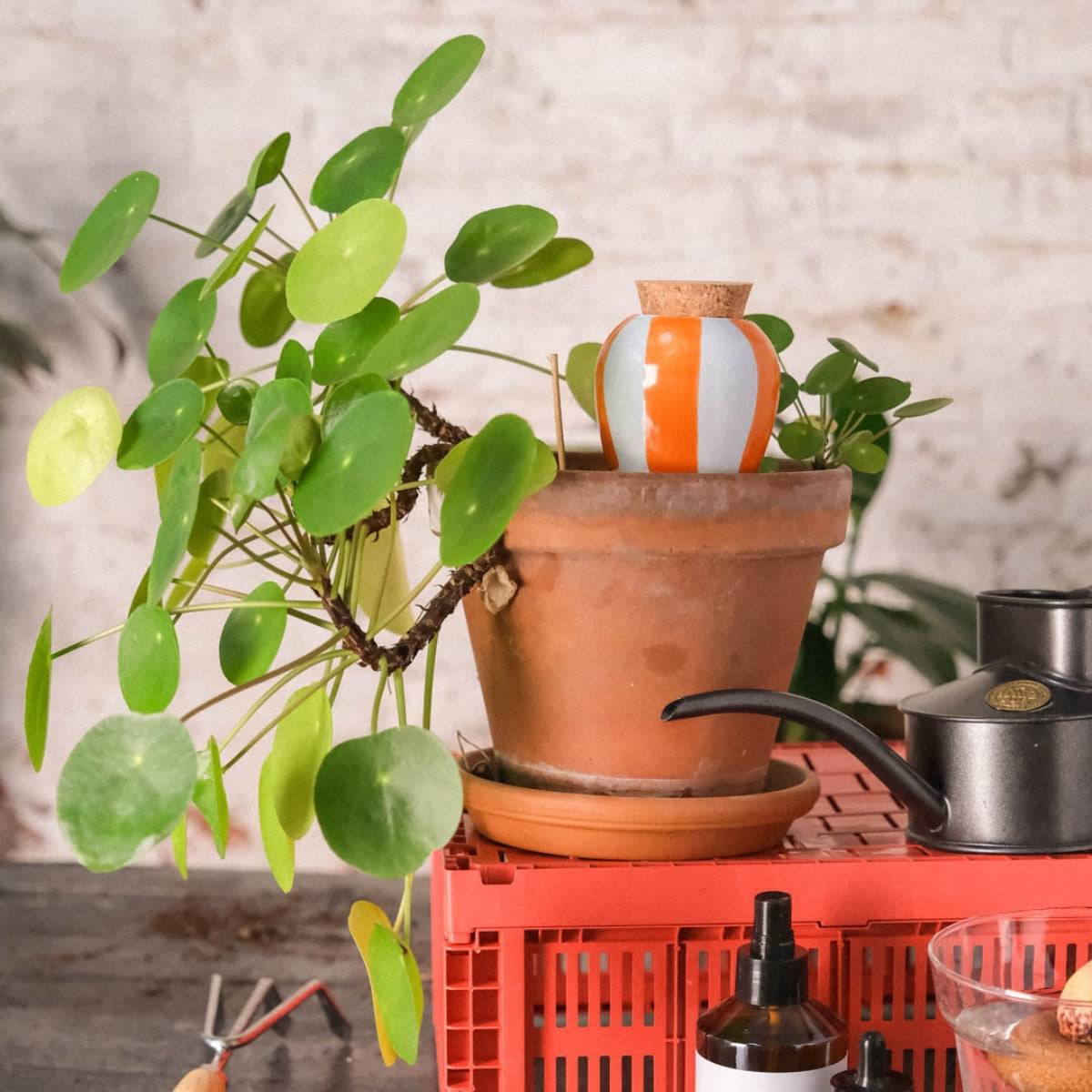 Olla pour arroser ses plantes de manière autonome – Rayé orange et bleu - Pepin - Mes Courses En Vrac - Image 2