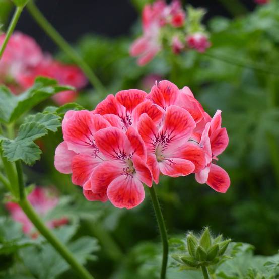Pélargonium - Geranium parfumé Paton's Unique Godet de 7/8 cm