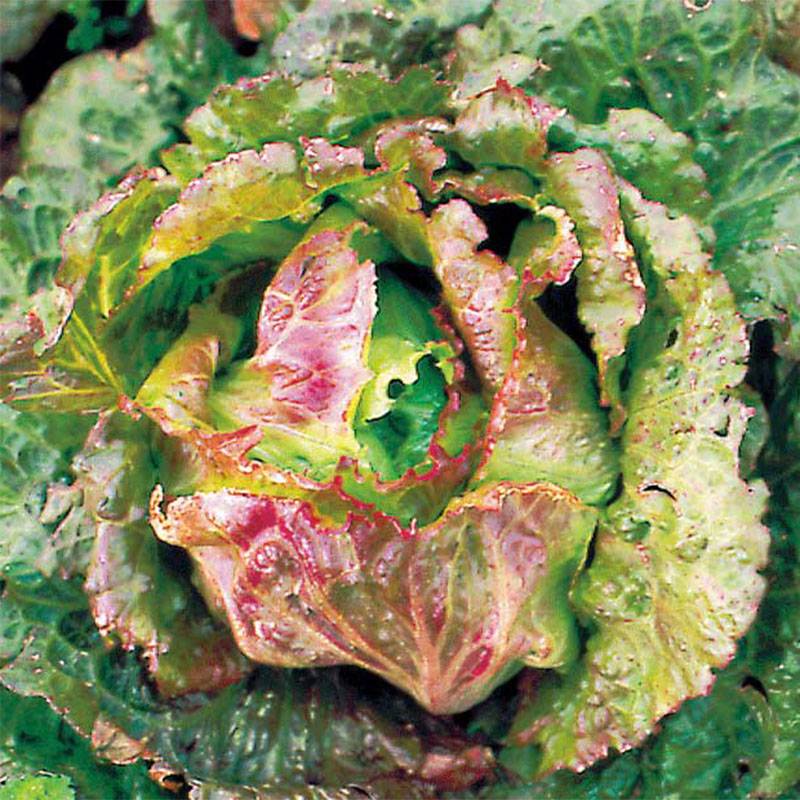 Promesse de Fleurs - Laitue Batavia Goutte de Sang Bio - Ferme de Sainte Marthe le sachet de 500 graines environ
