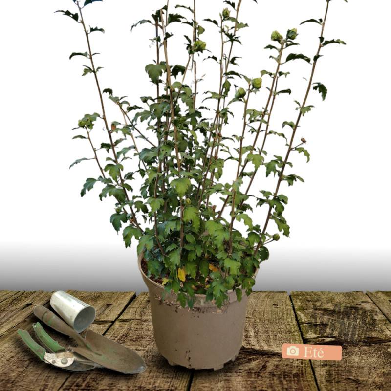 Hibiscus Pink Giant® 'Flogi', Althéa à fleurs Rose - feuillage Caduc - Pot de 7,5L - 60/80 cm- hauteur à maturité De 1,50 m à 2,00 m - Image 3