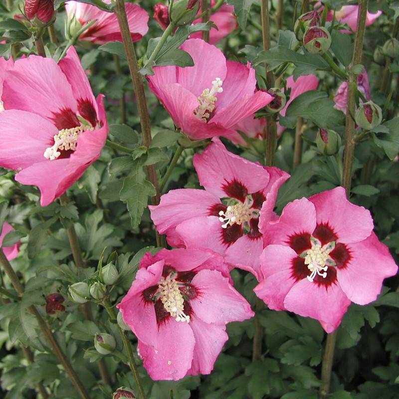 Hibiscus Pink Giant® 'Flogi', Althéa à fleurs Rose - feuillage Caduc - Pot de 7,5L - 60/80 cm-  hauteur à maturité De 1,50 m à 2,00 m - Image 1