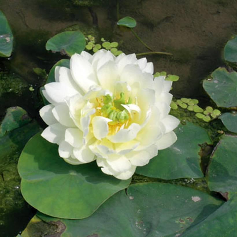 Promesse de Fleurs - Nelumbo nucifera White - Lotus des Indes blanc Pot de 3L/4L