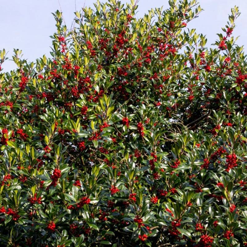 Houx commun Alaska, Ilex - Pot de 7,5L - 60/80 cm - Image 1