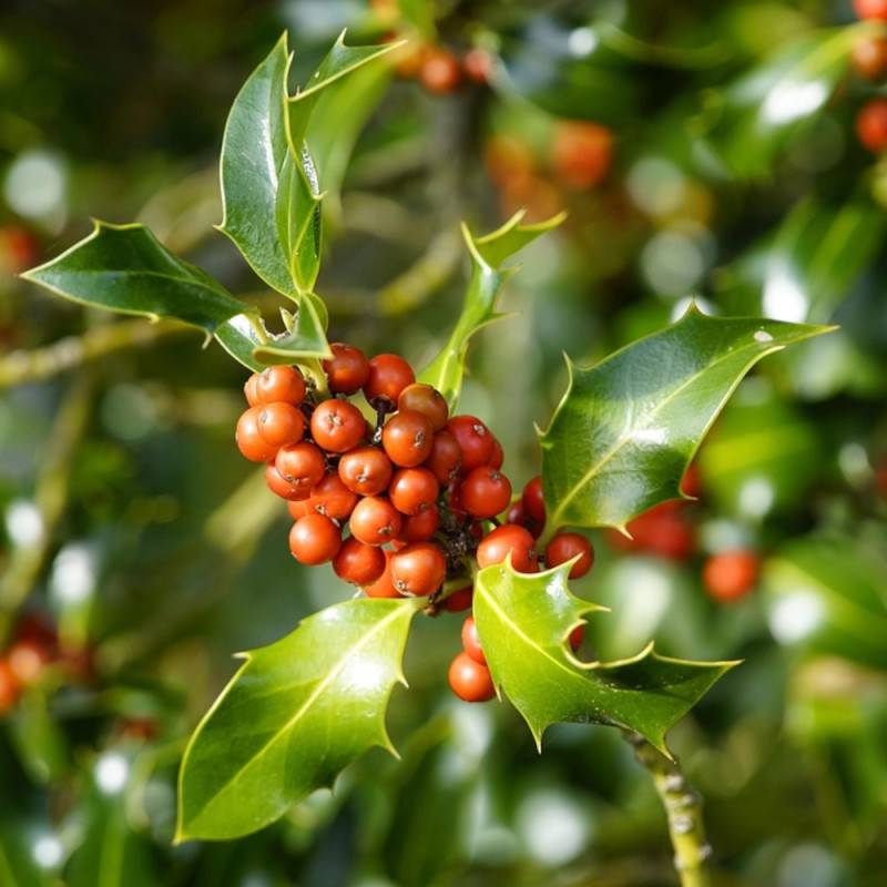 Houx commun Alaska, Ilex - Pot de 7,5L - 60/80 cm - Image 4