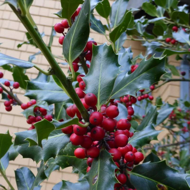 Houx commun Alaska, Ilex - Pot de 7,5L - 60/80 cm - Image 8
