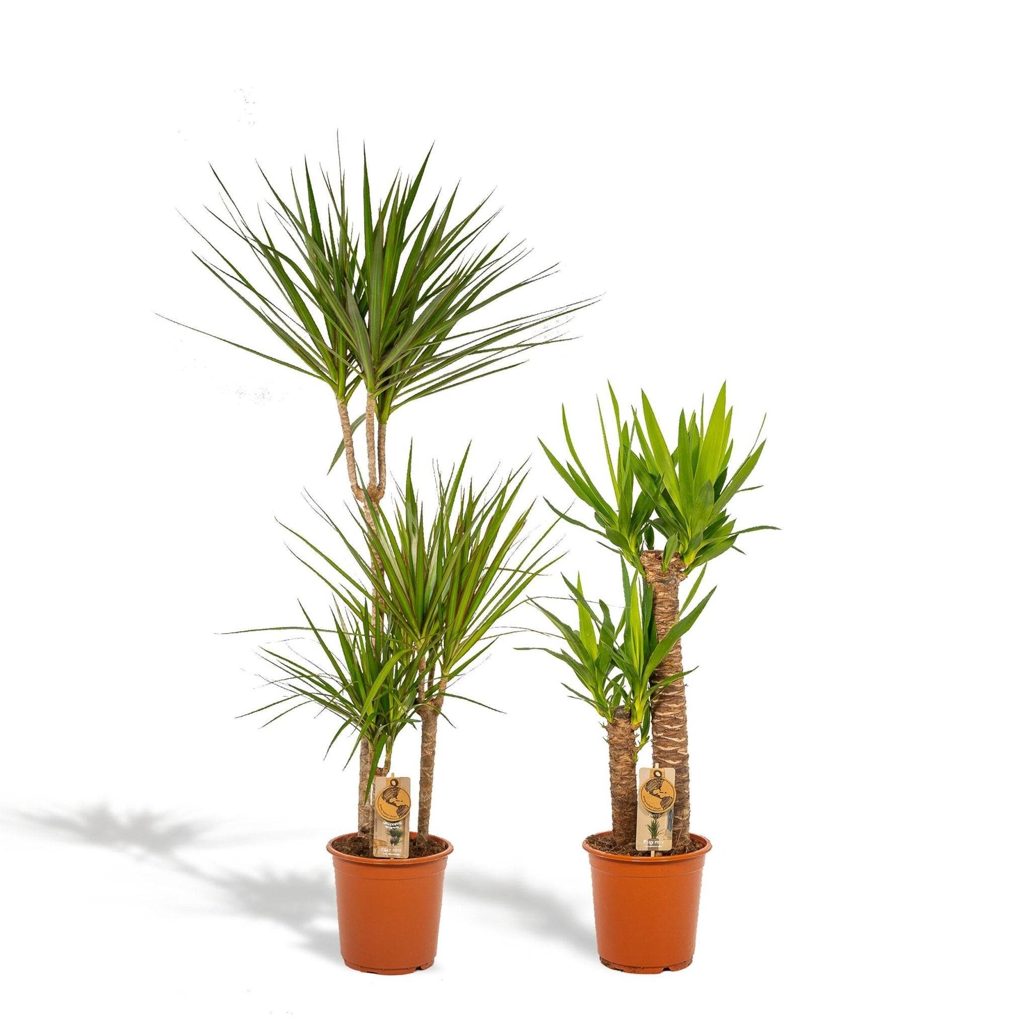 La Green Touch - Coffret Yucca, Dracaena - Lot de 2 plantes 120cm - Plante d'intérieur- La Green Touch - Image 1