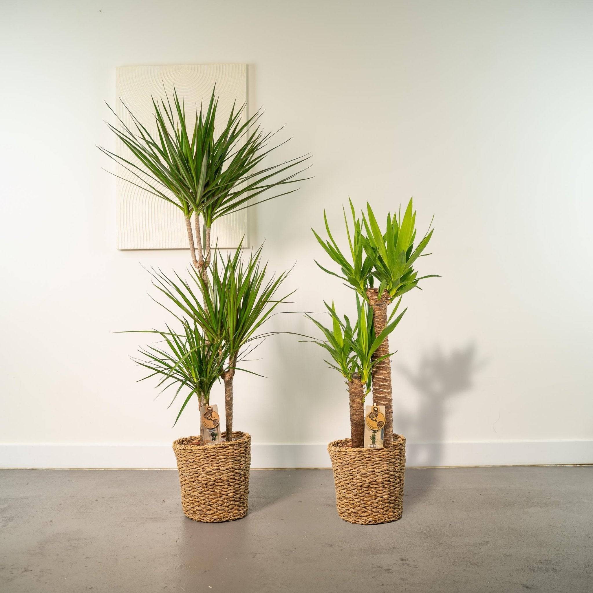 La Green Touch - Coffret Yucca, Dracaena - Lot de 2 plantes 120cm - Plante d'intérieur- La Green Touch - Image 5