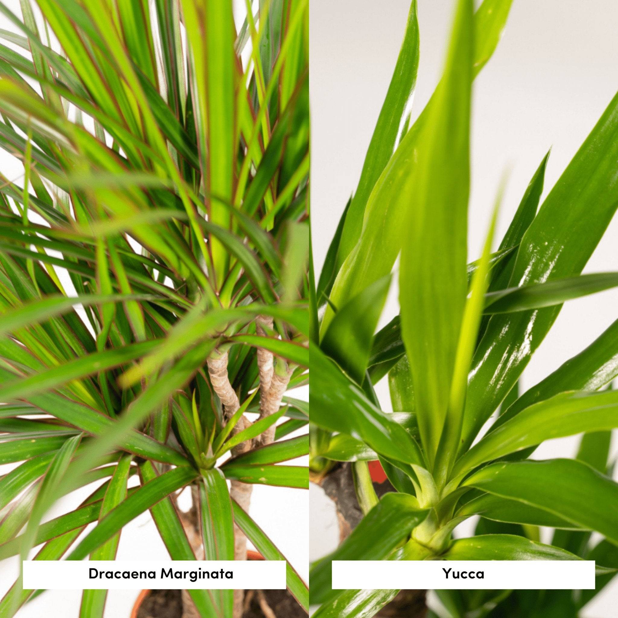 La Green Touch - Coffret Yucca, Dracaena - Lot de 2 plantes 120cm - Plante d'intérieur- La Green Touch - Image 4