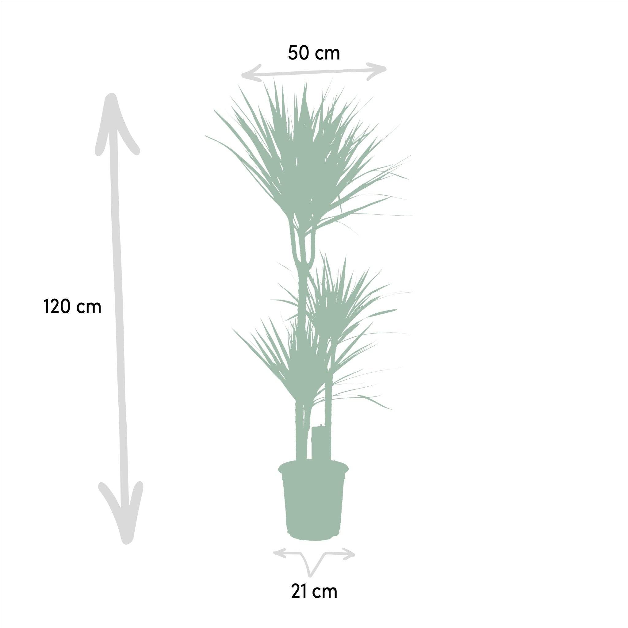 La Green Touch - Coffret Yucca, Dracaena - Lot de 2 plantes 120cm - Plante d'intérieur- La Green Touch - Image 3