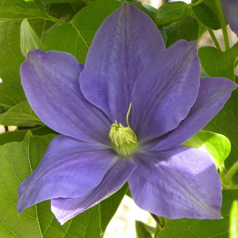 Clématite Fuji Musume à fleurs Bleue - feuillage Caduc - Pot de 3L - Echelle bambou 60/120 cm-  hauteur à maturité De 1,50 m à 2,00 m - Image 1