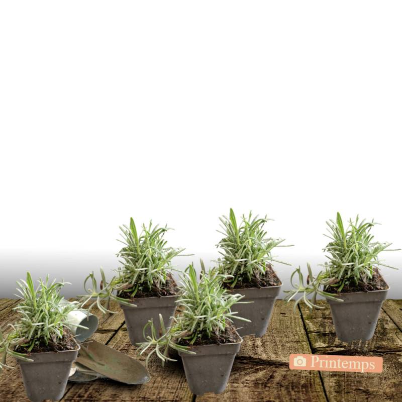 Lavande Dutch Lavander, Lavandin - Sans traitement à fleurs Bleue/ - feuillage Persistant - Lot de 5 godets - Image 5