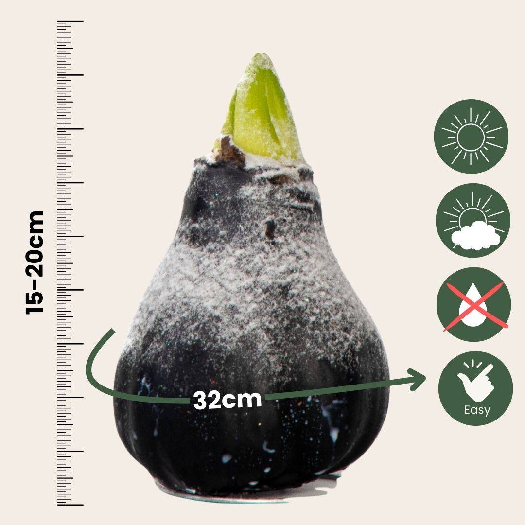 Plant In A Box - Amaryllis - hippeastrum 'Wax Snow Black' - Bulbe de fleur - Rouge - Image 5