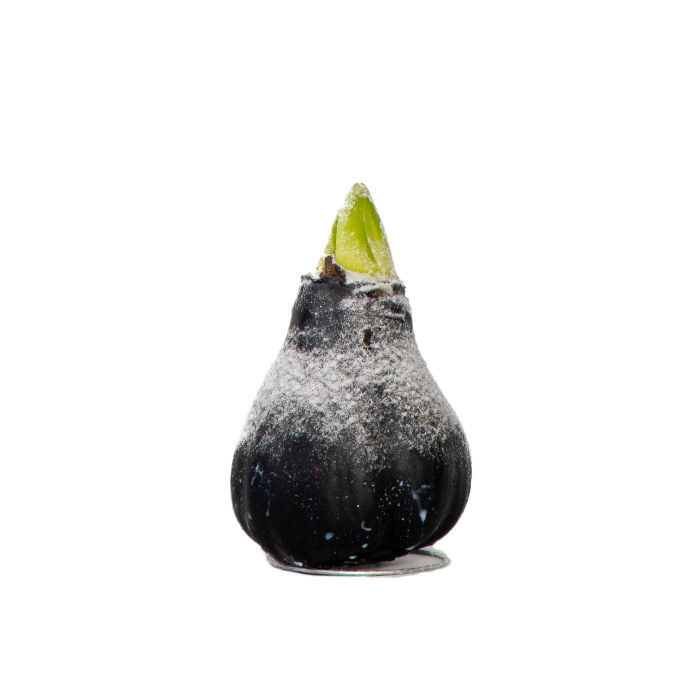 Plant In A Box - Amaryllis - hippeastrum 'Wax Snow Black' - Bulbe de fleur - Rouge - Image 1