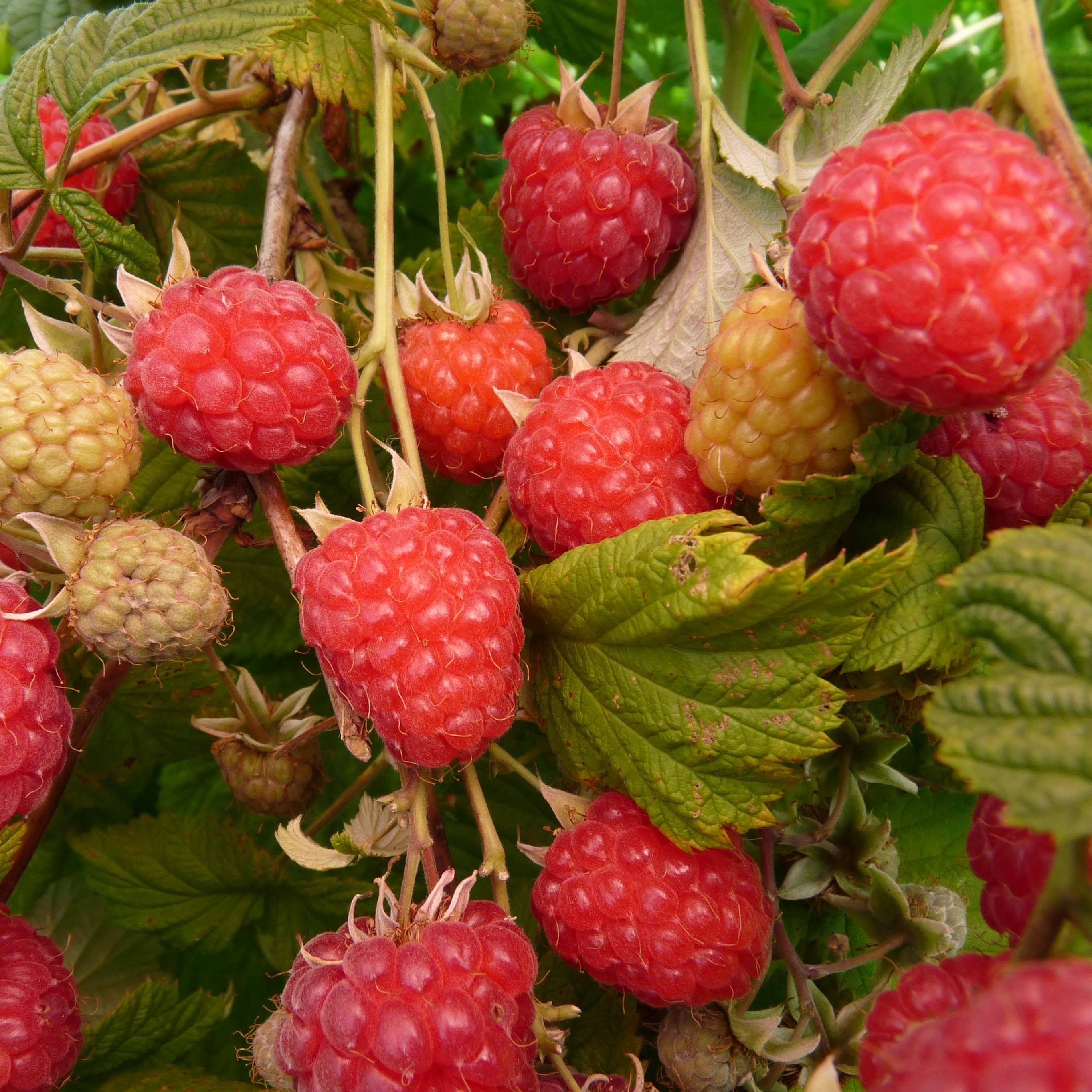 Promesse de Fleurs - Framboisier Glen Ample (non remontant) Bio Pot de 1L/1,5L, Touffe