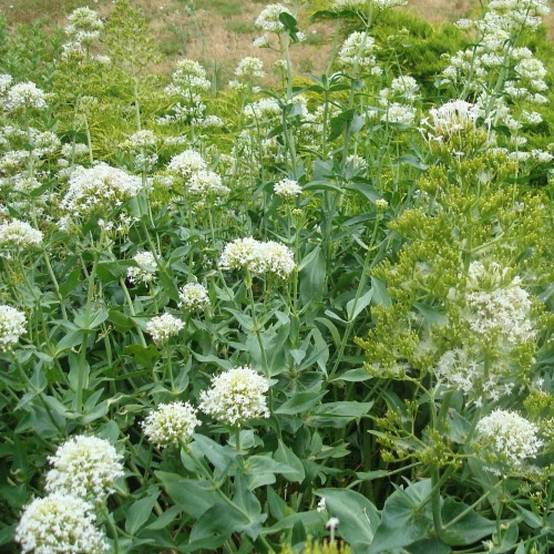 Valériane des jardins blanche à fleurs Blanche - feuillage Caduc - Godet - 5/20 cm- hauteur à maturité De 0,50 m à 1,00 m