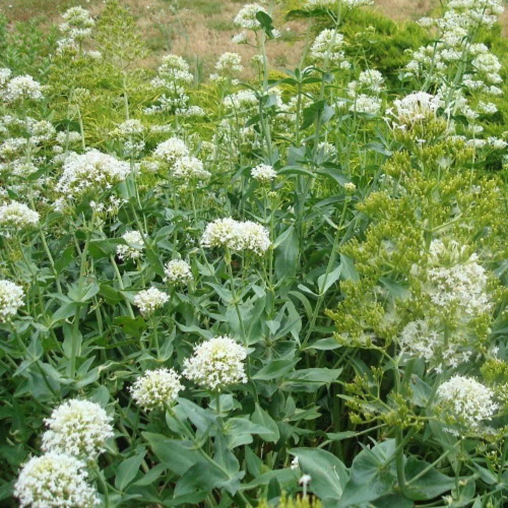 Valériane des jardins blanche à fleurs Blanche - feuillage Caduc - Godet - 5/20 cm-  hauteur à maturité De 0,50 m à 1,00 m