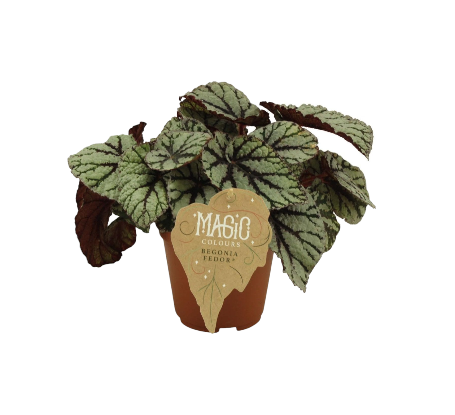 Begonia Rex Fedor 25cm - Plante d'intérieur- La Green Touch - Image 1