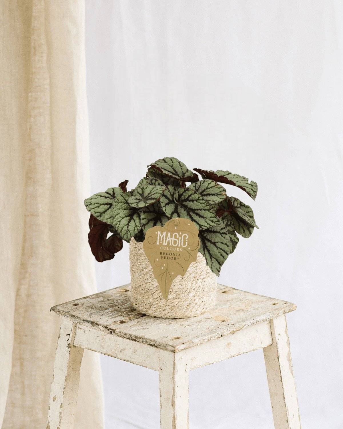 Begonia Rex Fedor 25cm - Plante d'intérieur- La Green Touch - Image 2