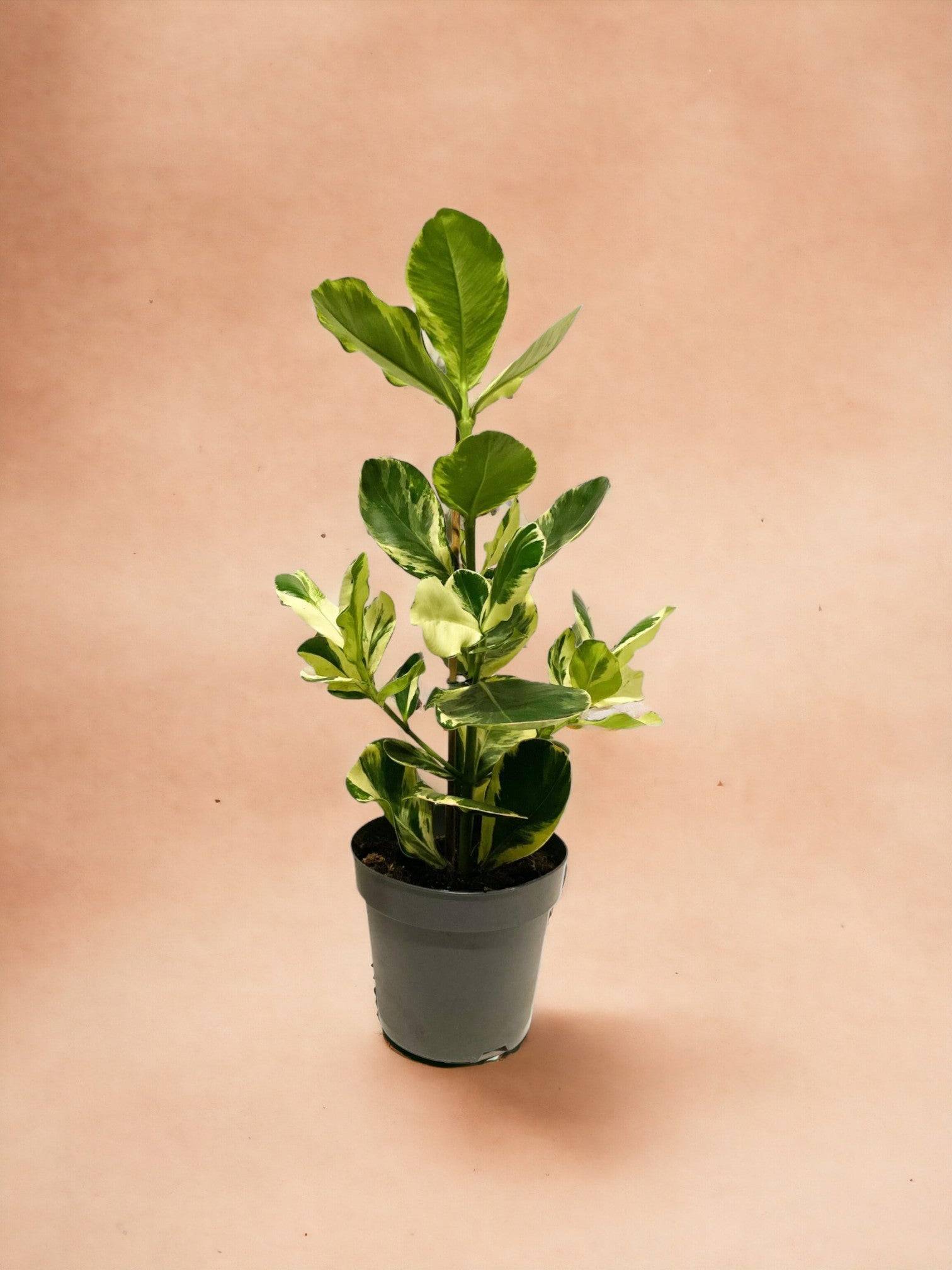 Clusia Rosea 'White Star'- La Green Touch - Image 1