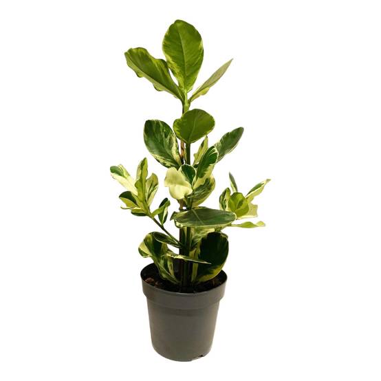 Clusia Rosea 'White Star'- La Green Touch - Image 2
