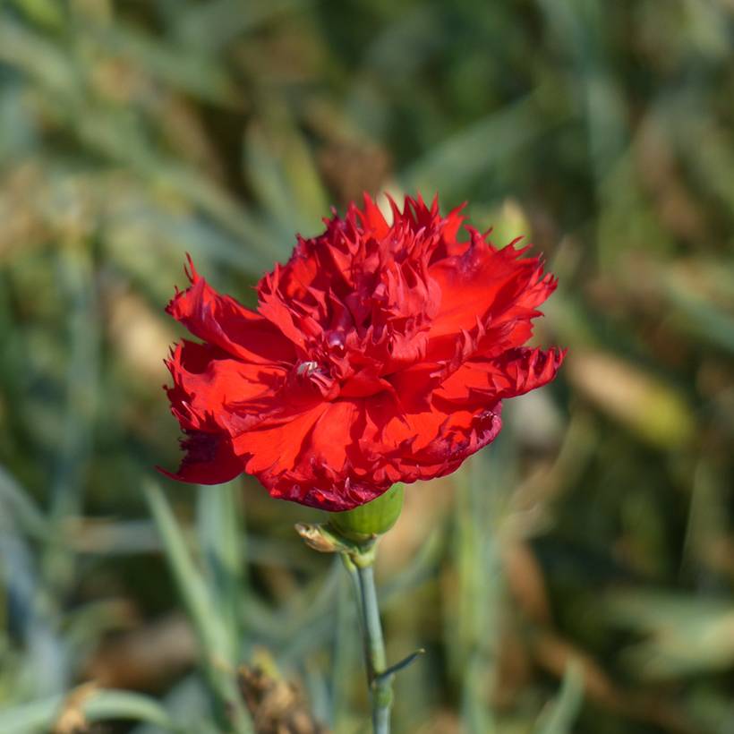 Graines d'Œillet des fleuristes Etincelant le sachet de 200 graines environ (0,5g)