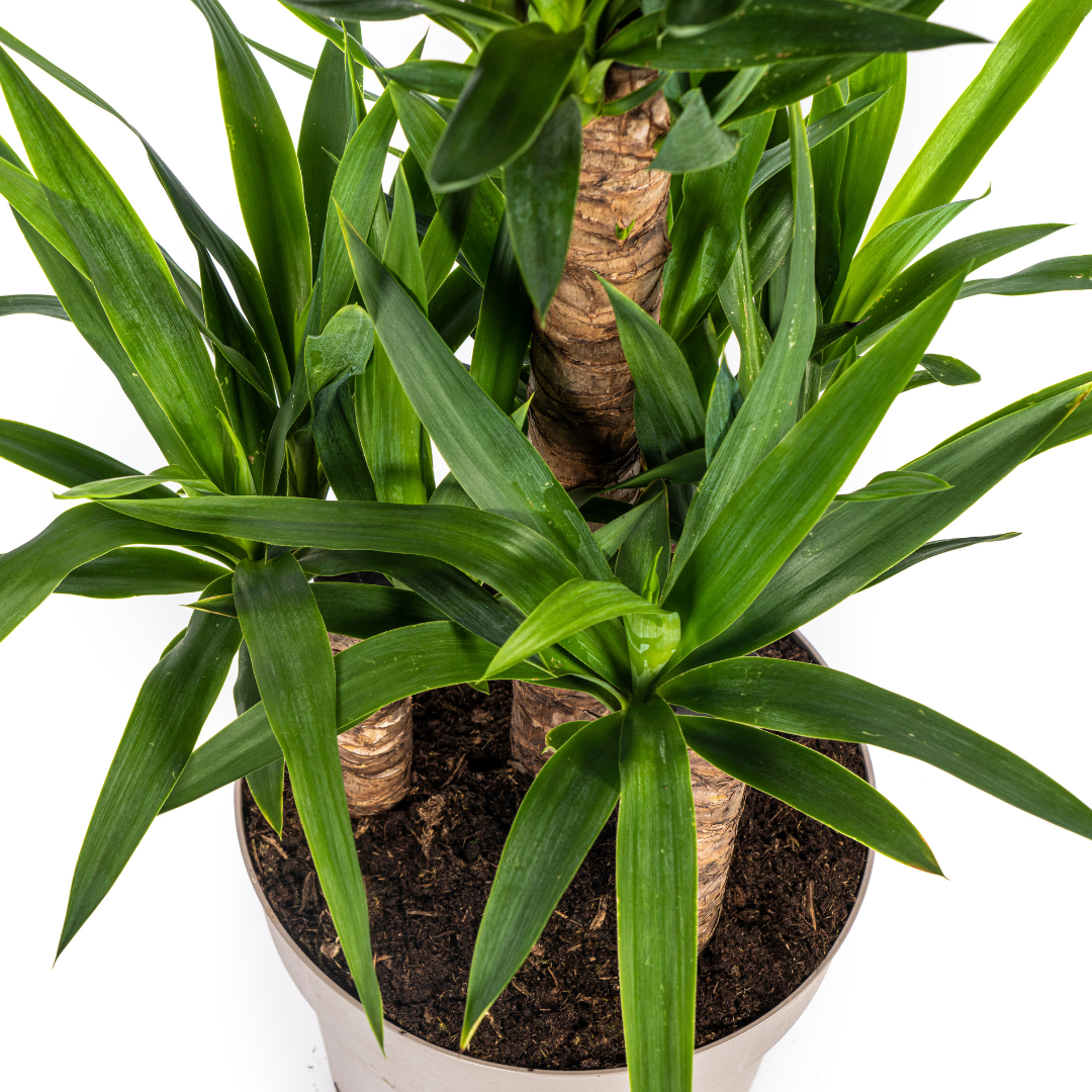 Yucca Elephantipes - D30 H90cm - Image 3