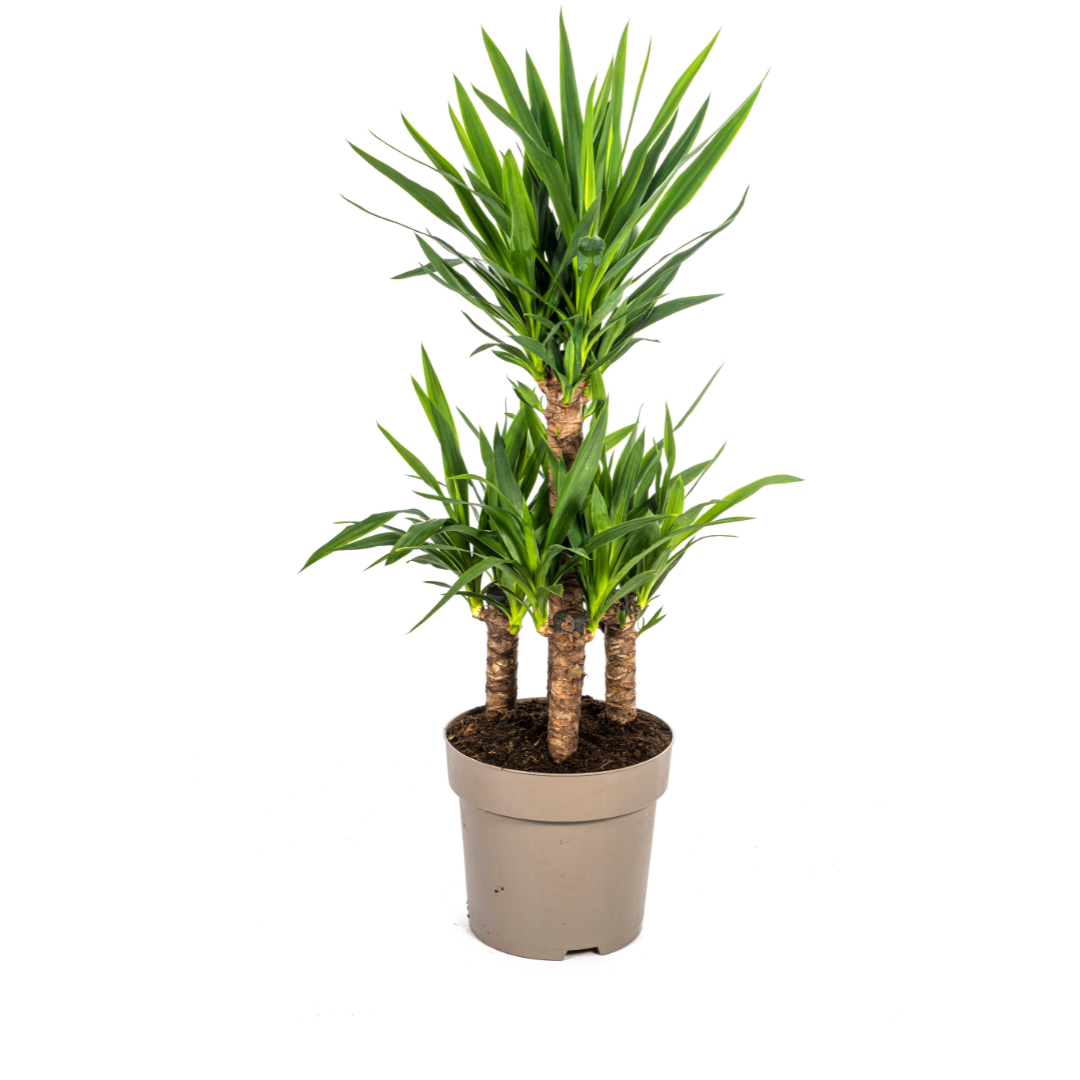 Yucca Elephantipes - D30 H90cm - Image 1
